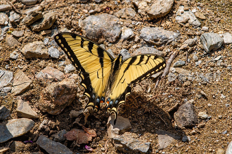 凤蝶(Papilio glaucus)是一种原产于北美东部的蝴蝶。大烟山国家公园。田纳西。